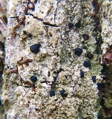 Bacidia schweinitzii