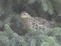 Canachites canadensis