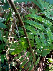 Sphaerostephanos taiwanensis