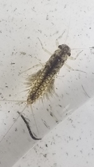 Leptophlebia