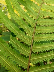 Sphaerostephanos taiwanensis