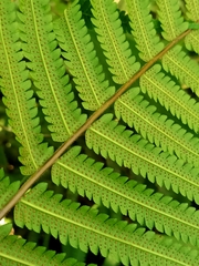 Sphaerostephanos taiwanensis