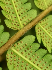 Sphaerostephanos taiwanensis