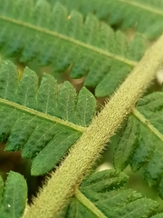 Sphaerostephanos taiwanensis