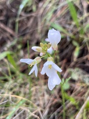 Cardamine californica