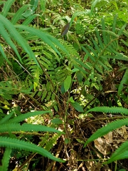 Sphaerostephanos taiwanensis