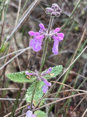 Stachys bullata