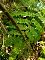 Sphaerostephanos taiwanensis