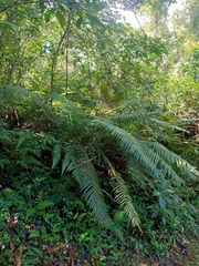 Sphaerostephanos taiwanensis