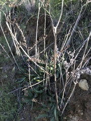 Dudleya lanceolata