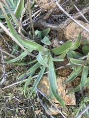Dudleya lanceolata