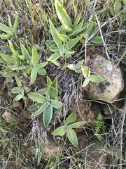 Dudleya lanceolata