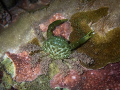 Mithraculus sculptus