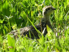 Dendragapus obscurus