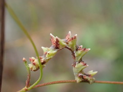 Eucyclodes buprestaria