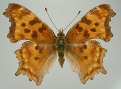 Polygonia satyrus