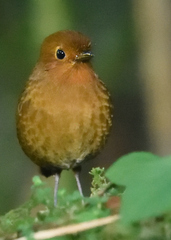Grallaria saturata
