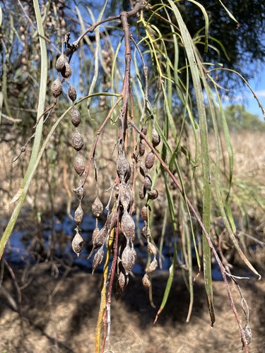 Acacia stenophylla