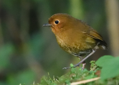 Grallaria saturata