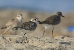 Pluvialis squatarola