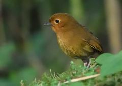 Grallaria saturata