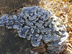 Trametes versicolor