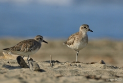 Pluvialis squatarola