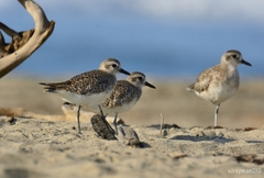 Pluvialis squatarola