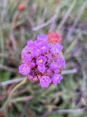 Armeria maritima