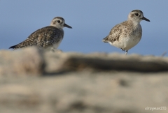 Pluvialis squatarola