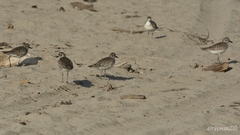 Pluvialis squatarola