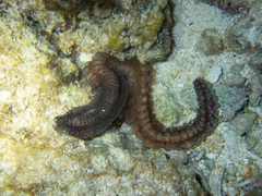 Euapta