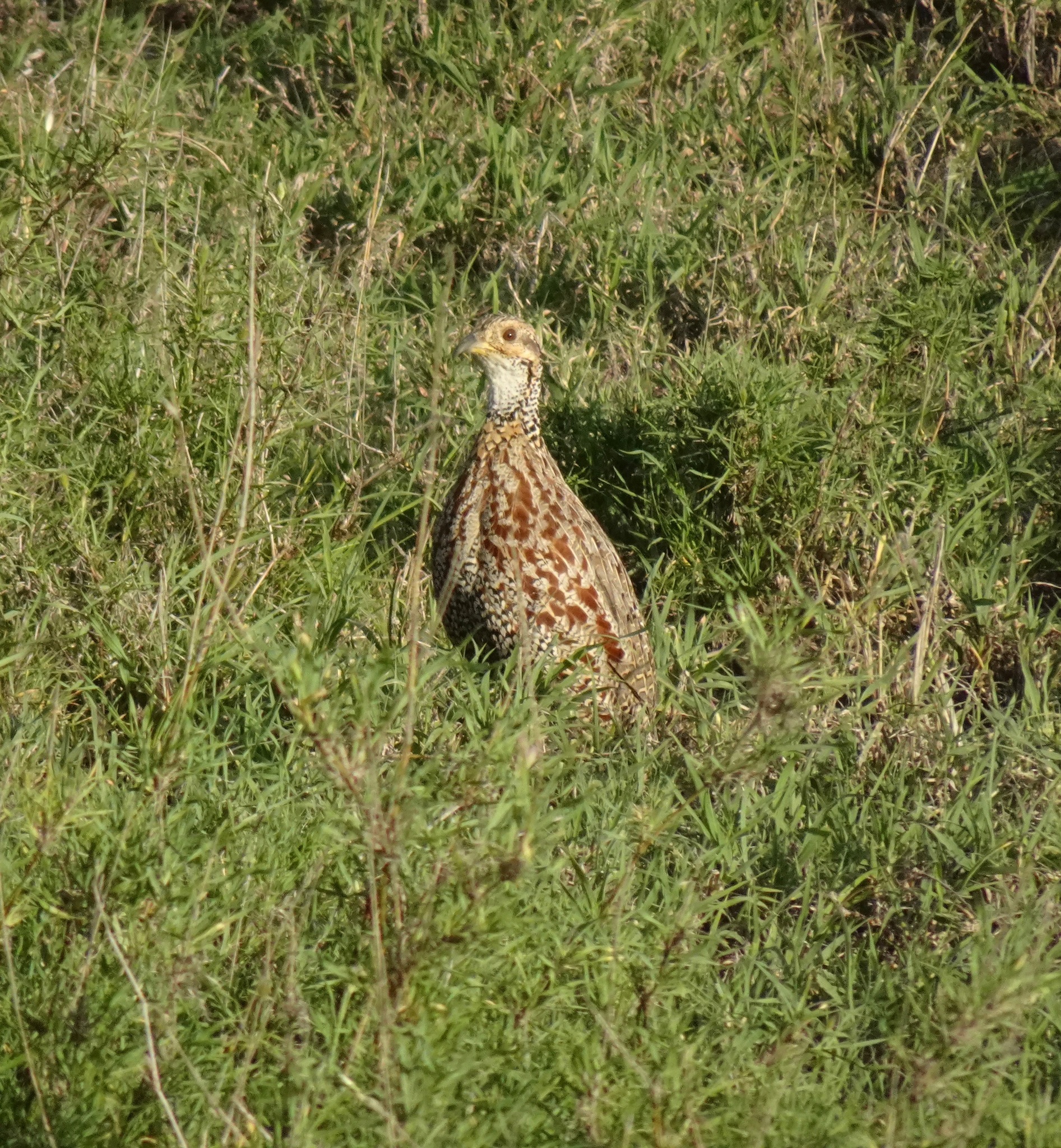 Shelley's Francolin (Scleroptila shelleyi), photo 5