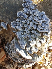 Trametes versicolor