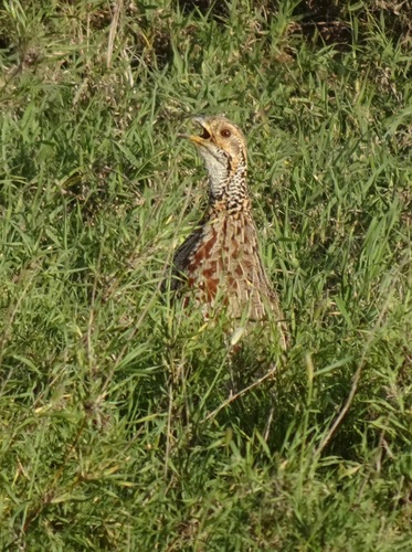 Shelley's Francolin (Scleroptila shelleyi), photo 7