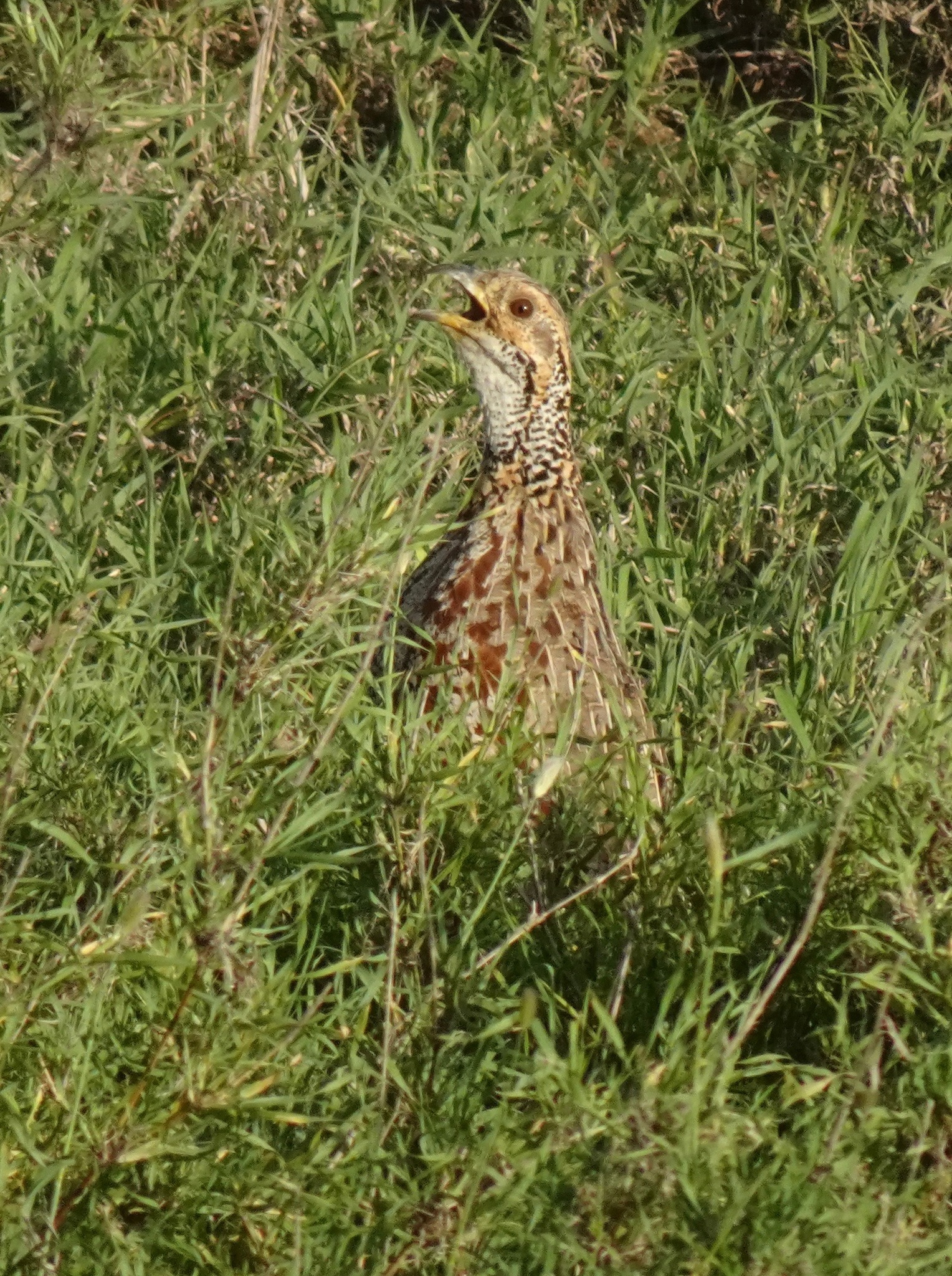 Shelley's Francolin (Scleroptila shelleyi), photo 6