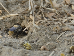 Centris flavofasciata