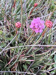 Armeria maritima