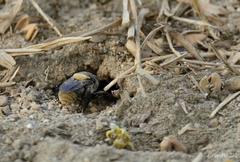 Centris flavofasciata