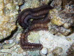 Euapta