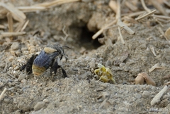 Centris flavofasciata