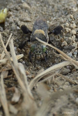 Centris flavofasciata