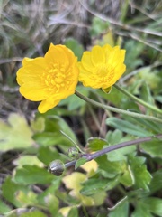 Ranunculus californicus