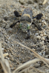 Centris flavofasciata