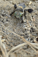 Centris flavofasciata