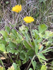Ranunculus californicus