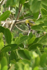 Icterus spurius