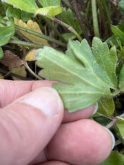 Ranunculus californicus