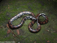 Cylindrophis maculatus