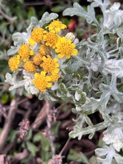 Eriophyllum staechadifolium